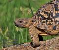 Stigmochelys_pardalisi_pa2127583