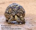 Stigmochelys_pardalisi_pa2169954