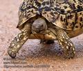 Stigmochelys_pardalisi_pa2169970