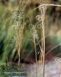 Stipa_capillata_6527