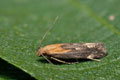 Stomopteryx_basalis_jn2864s