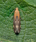 Stomopteryx_basalis_jn2884s