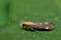 Stomopteryx_basalis_jn2903s