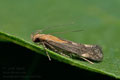 Stomopteryx_basalis_jn2946s