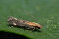 Stomopteryx_basalis_jn2968s