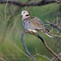 Streptopelia_capicola_ba9600