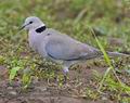 Streptopelia_capicola_pa2200922