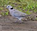 Streptopelia_capicola_pa2200926