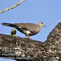 Streptopelia_chinensis_fd9351