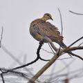 Streptopelia_chinensis_fd9943