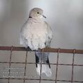 Streptopelia_decaocta_e7405
