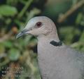 Streptopelia_semitorquata