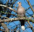 Streptopelia_semitorquata_db3958