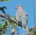 Streptopelia_senegalensis