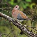 Streptopelia_senegalensis_ba7285