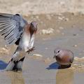 Streptopelia_senegalensis_bb3600