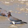 Streptopelia_senegalensis_bb3601