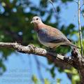 Streptopelia_senegalensis_bb5428