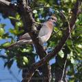 Streptopelia_senegalensis_bb5430