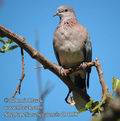 Streptopelia_senegalensis_db4158