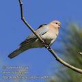 Streptopelia_senegalensis_ed8511