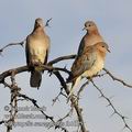 Streptopelia_senegalensis_fb1015