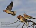 Streptopelia_senegalensis_fb1018