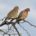 Streptopelia_senegalensis_fb1021