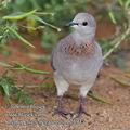 Streptopelia_senegalensis_fb2394