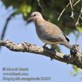 Streptopelia_senegalensis_fb3091