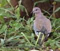 Streptopelia_senegalensis_pa2106959