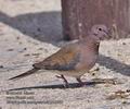 Streptopelia_senegalensis_ph2882