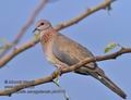 Streptopelia_senegalensis_ph4319