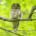 Strix_uralensis_fe4902