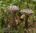 Strobilomyces_floccopus_ac1848