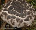 Strobilomyces_floccopus_ac1857