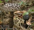 Strobilomyces_floccopus_ac1869