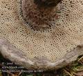 Strobilomyces_floccopus_ac1881