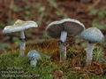 Stropharia_aeruginosa_a7209