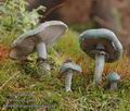 Stropharia_aeruginosa_a7217