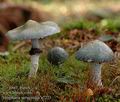 Stropharia_aeruginosa_a7223