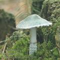 Stropharia_aeruginosa_af9543