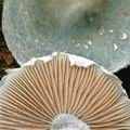 Stropharia_aeruginosa_af9550