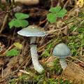 Stropharia_aeruginosa_bi5409