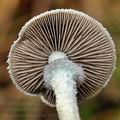 Stropharia_aeruginosa_bi5424