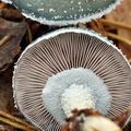 Stropharia_aeruginosa_bi6217