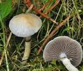 Stropharia_albonitens_cz8175