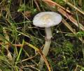 Stropharia_albonitens_cz8184