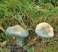 Stropharia_caerulea_ag2543