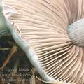 Stropharia_caerulea_ag2551